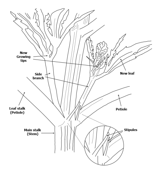 leaf and stem structures